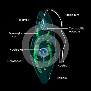 Euglena