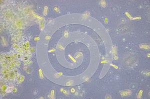 Euglena