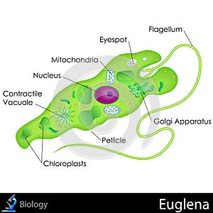 Euglena Diagram