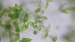 Euglena is a genus of protazoa