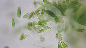 Euglena is a genus of protozoa.