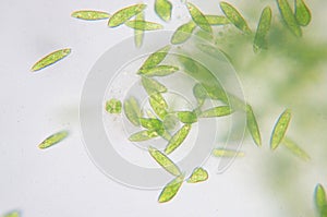 Euglena