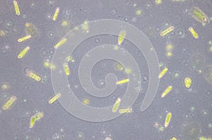 Euglena