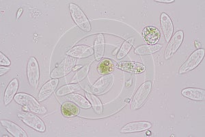 Euglena is a genus of single-celled flagellate Eukaryotes under microscopic. photo