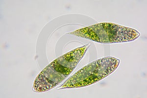 Euglena single cell flagellate eukaryotes photo