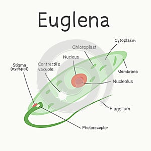 Euglena - the structure of the microorganism. Vector graphics.