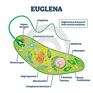 Euglena vector illustration. Labeled microorganism structure or description