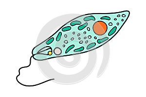 Euglena Viridis proteus science icon with nucleus, vacuole, contractile. Biology education laboratory cartoon protozoa