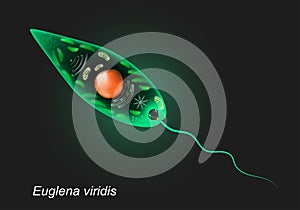 Euglena viridis. Unicellular organism on dark background photo