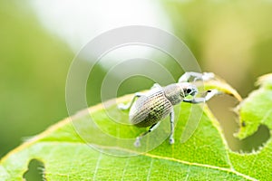 Eugnathus distinctus on the leaf