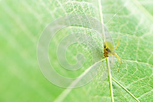 Eugnathus distinctus on the leaf