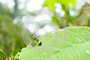 Eugnathus distinctus on the leaf