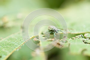Eugnathus distinctus on the leaf