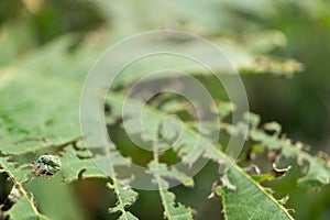 Eugnathus distinctus on the leaf