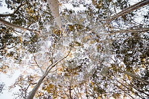 Eukalyptus forest looking up