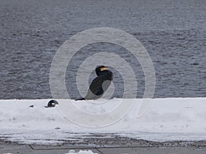 Eukaryota bird sitting at the stone pier. photo