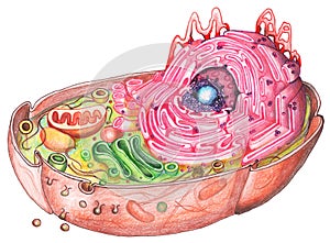 Eukaryote Cell drawing