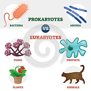 Eukaryote vs Prokaryote cell type organisms educational set photo