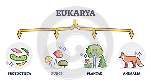 Eukaryotes and eukarya as enclosed nucleus organisms division outline diagram photo