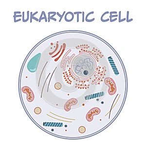 Eukaryotic Cell vector illustratration graphic