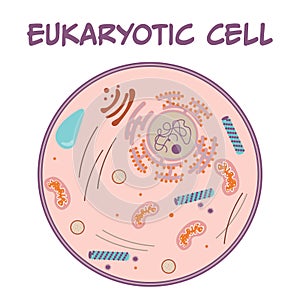Eukaryotic Cell vector illustratration graphic