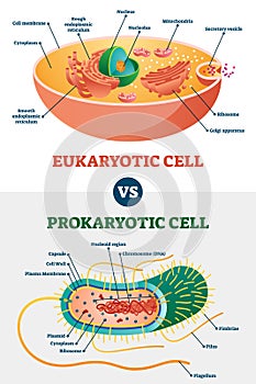 Eukaryotic vs Prokaryotic cells, educational biology vector illustration diagram