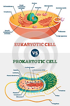 Eukaryotic vs Prokaryotic cells, educational biology vector illustration diagram photo