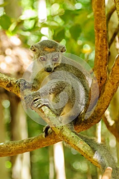 Eulemur Coronatus