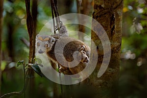 Eulemur coronatus, Crowned lemur, small monkey with young babe cub in the fur coat, nature habitat, Madagascar. Lemur in the