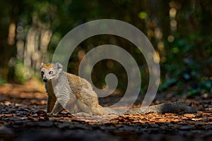 Eulemur coronatus, Crowned lemur, small monkey with young babe cub in the fur coat, nature habitat, Madagascar. Lemur in the