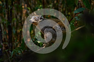 Eulemur coronatus, Crowned lemur, small monkey with young babe cub in the fur coat, nature habitat, Madagascar. Lemur in the