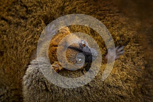 Eulemur coronatus, Crowned lemur, small monkey with young babe cub in the fur coat, nature habitat, Madagascar. Lemur in the