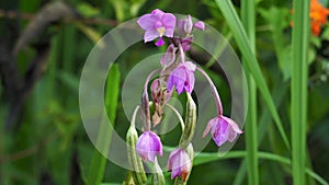 Eulophia nuda (spectacular eulophia, Amarkand)