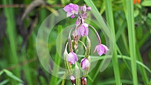 Eulophia nuda (spectacular eulophia, Amarkand)