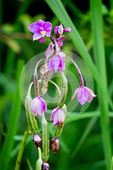 Eulophia nuda (spectacular eulophia, Amarkand)