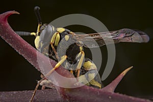 Eumenes sp. wasp posing on brown branch