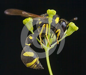 Eumenes sp Wasp
