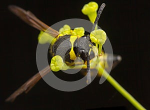 Eumenes sp Wasp