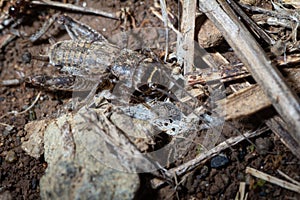 Eumodicogryllus bordigalensis on ground
