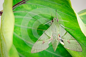 Eumorpha labruscae gaudy sphinx green moth catapilar on leaf haw