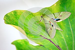 Eumorpha labruscae gaudy sphinx green moth catapilar on leaf haw