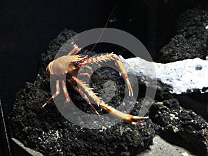 Eumunida picta or Eumunida pacifica or Squat lobster.