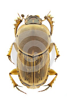 Euoniticellus fulvus photo