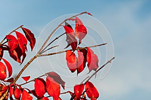 Euonymus alatus branches isolated on blue sky