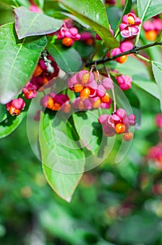 Euonymus alatus Compactus