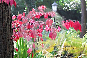 Euonymus alatus Compactus