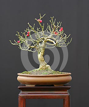 Euonymus bonsai with berries