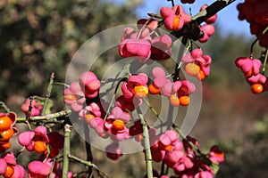 Euonymus europaeus, Celastraceae