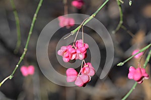 Euonymus europaeus,  common spindle fruits closeup selective focus