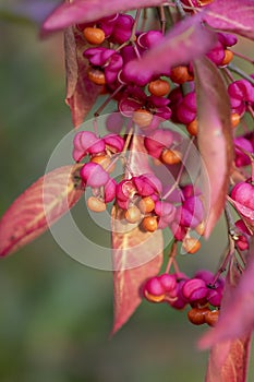Euonymus europaeus european common spindle capsular ripening autumn fruits, red to purple or pink colors with orange seeds